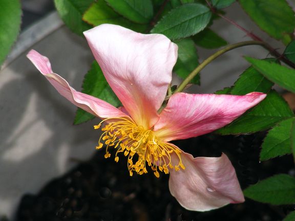 Mutabilis photo mu2013_05290022_zpsde83f4e2.jpg